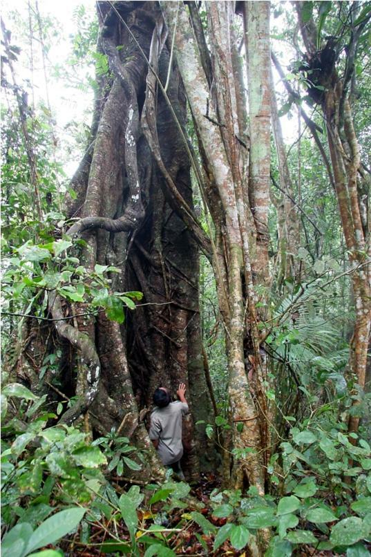 Menjangan Hill Hotel Banyuwedang Bagian luar foto